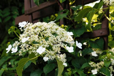 Climbing Hydrangea Pruning: Tips Tn Timing And Pruning