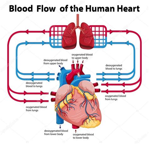 Heart Diagram Sketch at PaintingValley.com | Explore collection of ...