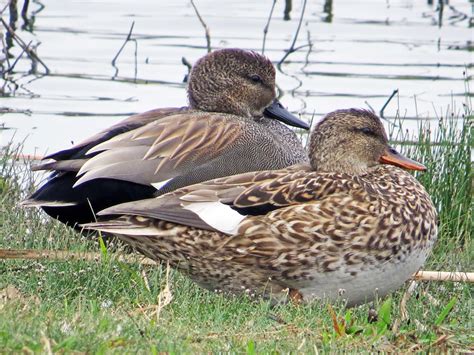 Gadwall - eBird