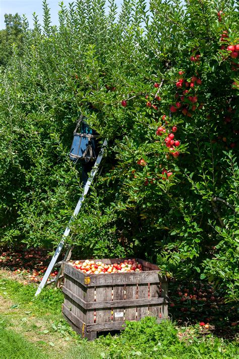 The ultimate guide to planting fruit trees — Yamagami's Garden Center