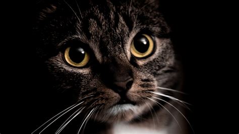 Yellow Eyes Black Cat In Black Background 4K HD Cat Wallpapers | HD ...