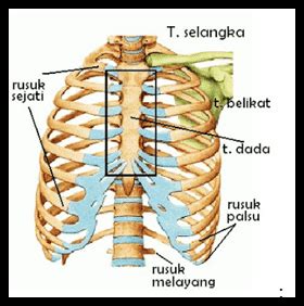 fungsi tulang rusuk untuk melindungi - Wendy Dyer