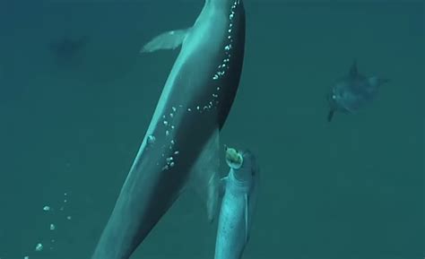 Dolphins Playing with Pufferfish?