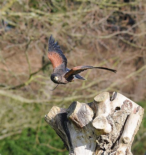 Leeds Castle Blog: Five day total falconry course at Leeds Castle