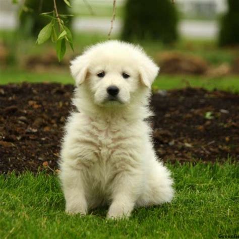 Maremma Sheepdog Mix Puppies For Sale - Greenfield Puppies