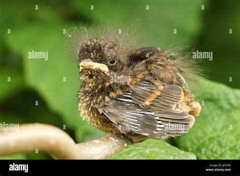 A cute baby Robin bird (Erithacus rubecula) perched on a branch Stock ...