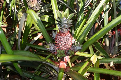 Red Pineapple Plant - Free photo on Pixabay - Pixabay