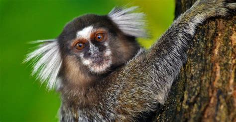 Marmoset - A-Z Animals