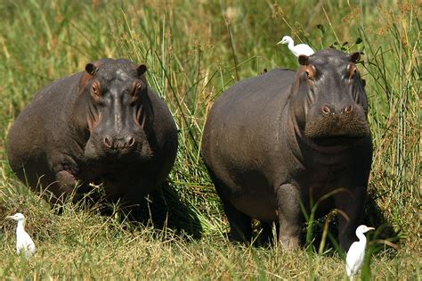 Hippopotames - Safari #Zambie et #Malawi | African animals, Animals ...