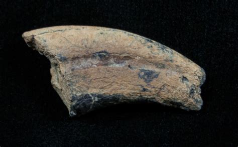 Dromaeosaur (Raptor) Toe Claw - Two Medicine Formation For Sale (#3837 ...