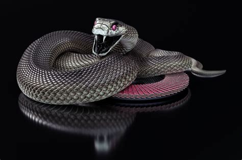 The world's most venomous snakes: Black Mamba. The black mamba ...