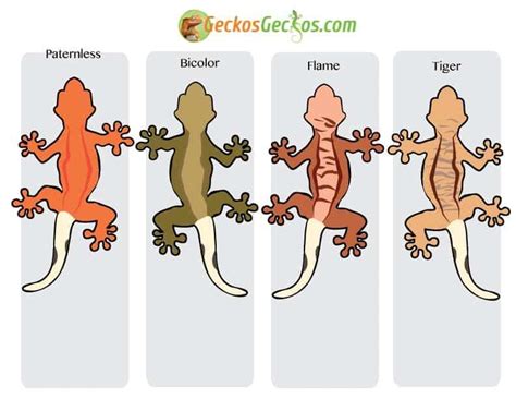 Leopard Gecko Morphs List With Pictures | Webphotos.org