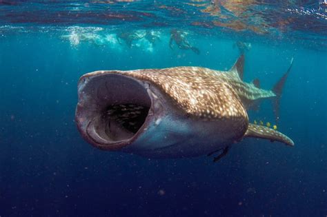 Basking Shark Vs Whale Shark : Undiscovered Secrets ...