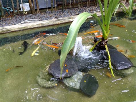 What You Need To Know About Regular Koi Pond Maintenance | Bringing The ...