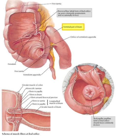 Cecum anatomy, cecum location, cecum function, cancer & inflammation