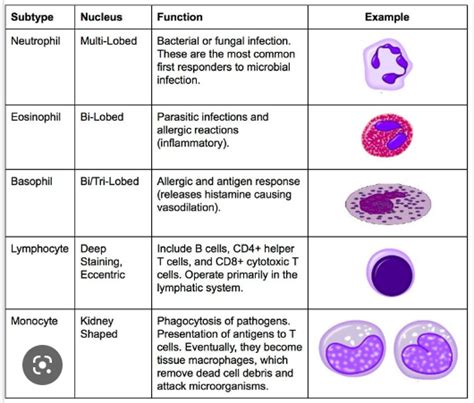 Basophils Function