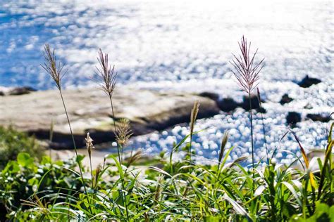 Seaside garden plants for each region in France, beautiful and noninvasive