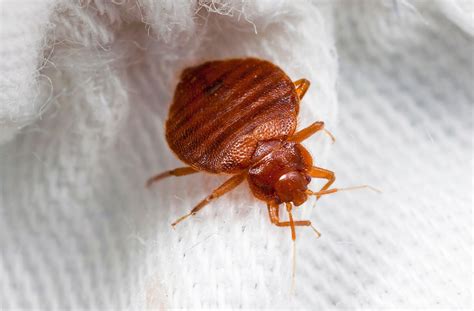 What to Do If You Find Bed Bugs in Your House - Bedbug Control Tips