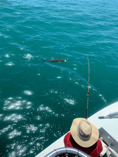 Emerald Isle Fishing Charters first Cobia of the season. fishing report