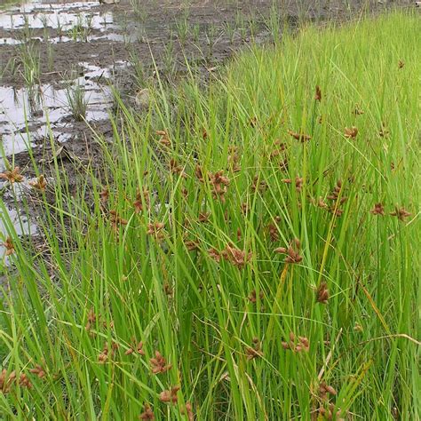 Salt & Brackish Marsh | Center for Coastal Resources Management ...