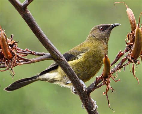 New Zealand Bellbird photos and wallpapers. Collection of the New ...