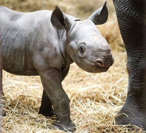 Baby black rhino at Michigan’s Potter Park Zoo has a name - mlive.com