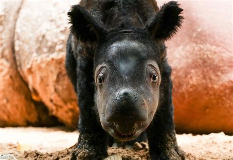 A newborn critically endangered Sumatran rhino at Way Kambas national ...