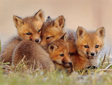 Cute!: Fox cubs!