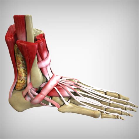 Human Foot Anatomy - 3D Model by BlueLou