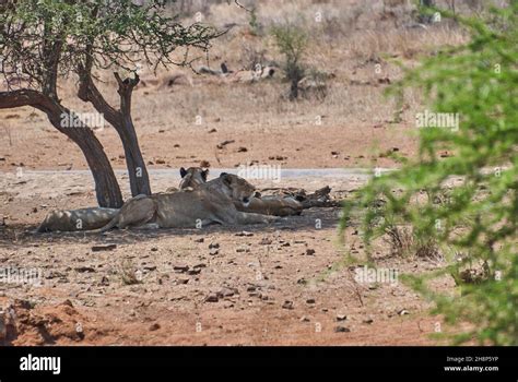 African Lion in its natural habitat in the bush Stock Photo - Alamy