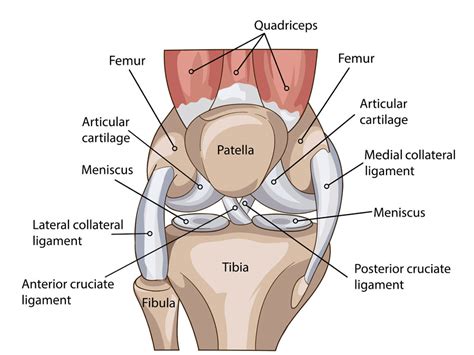 Knee anatomy including ligaments, cartilage and meniscus