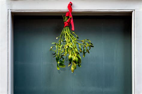 The Surprising Health Benefits of Mistletoe » Survive and Thrive with ...