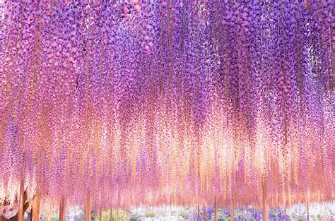 This 144-Year-Old Wisteria Is The Largest Of Its Kind In Japan