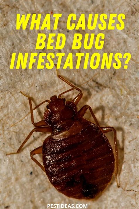 What Causes Bed Bug Infestations | Bed bugs, Rid of bed bugs, Bed bugs ...