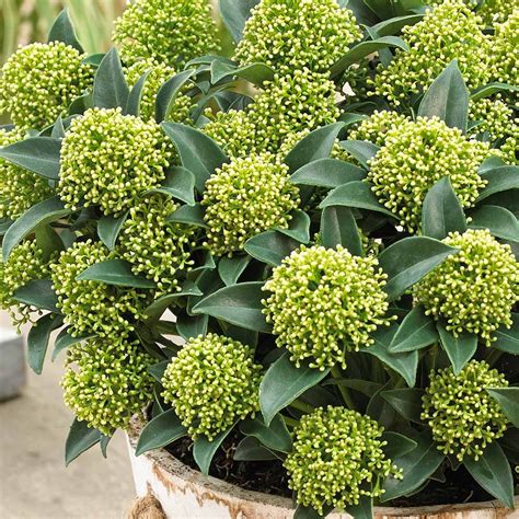 Skimmia japonica White Dwarf | J Parker Dutch Bulbs | Flowering shrubs ...