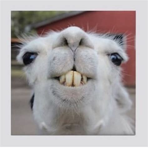 Pin by Tina Durbin on llamas & alpacas | Llama face, Llama, Alpaca