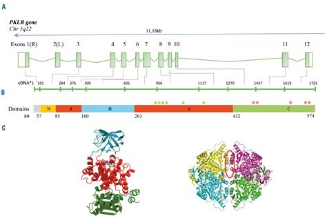 Molecular heterogeneity of pyruvate kinase deficiency | Haematologica