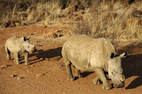 Could lab-grown rhino horns actually stop poaching? We may never know : NPR