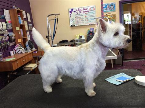 GREAT WESTIE GROOMING IN TUCSON | BBird's GroomBlog