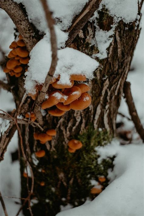 ️🌨️winter aesthetics 🌙 photo idea🤍 atmosphere forest 🤎details ️ magic ...