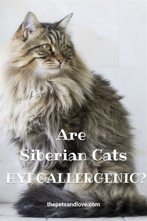 Is the Siberian Cat Hypoallergenic? Advice for Allergy-Suffering Families