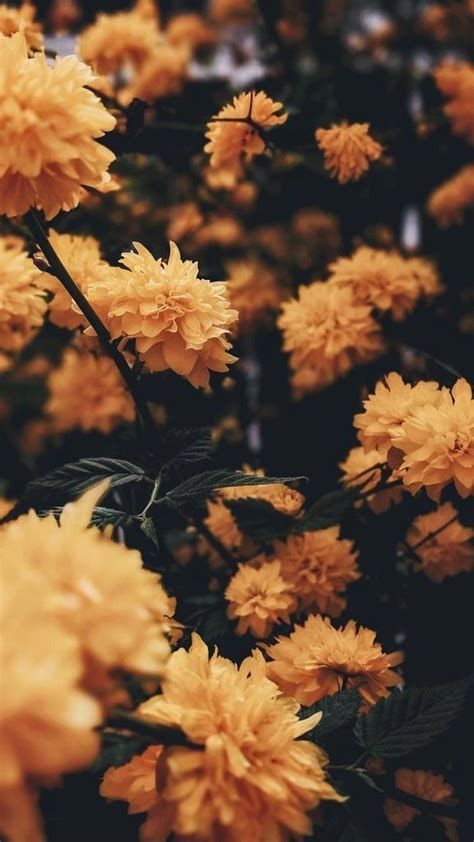 74 Aesthetic Background Yellow Flowers Picture - MyWeb