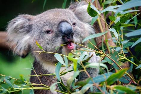 What Do Koalas Eat and Drink? - Koala Diet