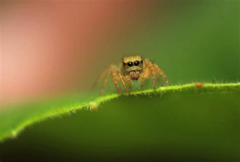 Premium Photo | Close-up of caterpillar on leaf