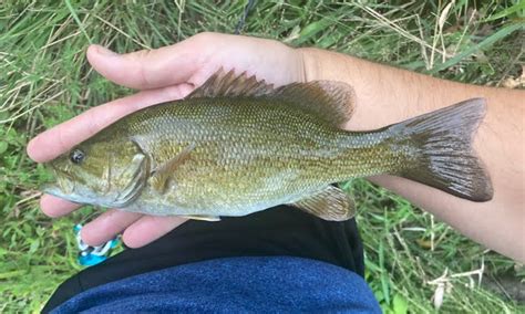 Creek Fishing: Why You Should Skip The Lake & Hit The Creeks! • Panfish ...