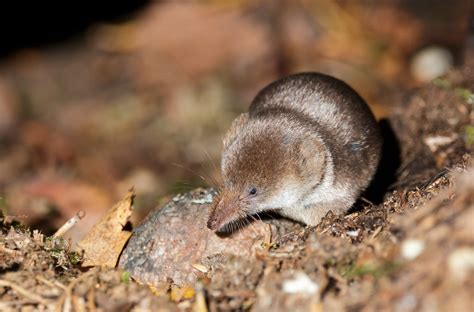 Native of the Month: Pacific shrew | SHADOW