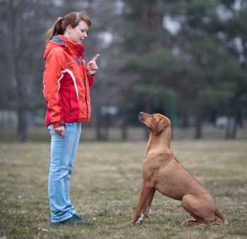 Countdown to Westminster 2016: New Masters Obedience Competition ...