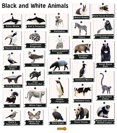 Black and White Animals: List and Facts with Pictures