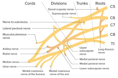 Plexo Braquial Nerve Anatomy Muscle Anatomy Anatomy And Physiology ...