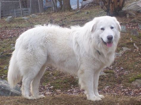 Maremma Sheepdog Info, Temperament, Training, Puppies, Pictures